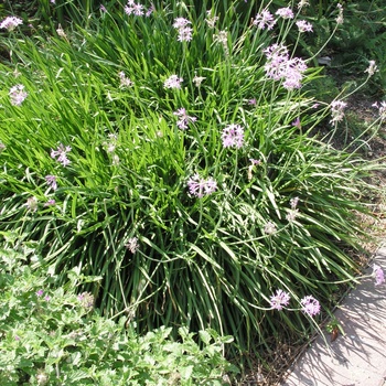 Tulbaghia violacea 