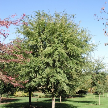 Ulmus parvifolia 'Athena®'