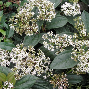 Viburnum davidii