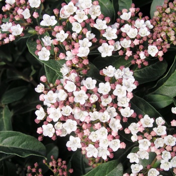 Viburnum tinus 'Spring Bouquet' 
