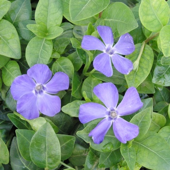 Vinca minor 'Bowles' 