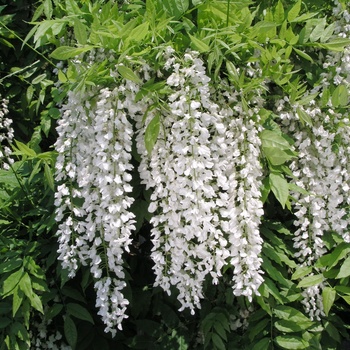 Wisteria floribunda 'Shiro Noda' 