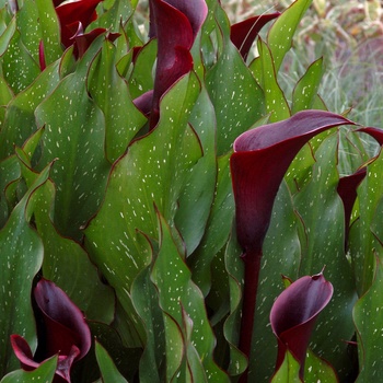 Zantedeschia 'Edge of Night'