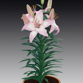 Lilium asiaticum Lily Looks 'Tiny Todd'