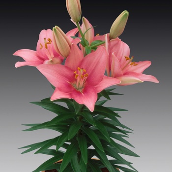 Lilium asiaticum Lily Looks 'Tiny Icon'