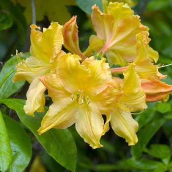 Rhododendron Northern Lights hybrid 'Golden Lights' 