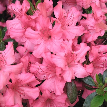 Rhododendron Girard hybrid 'Girard's Rose'