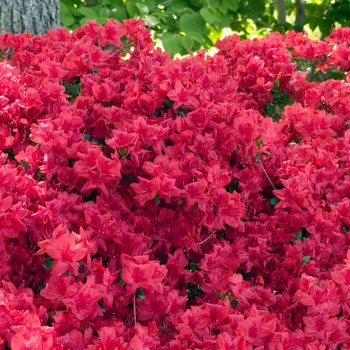 Rhododendron Gable hybrid 'Stewartstonian' 