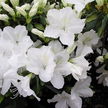 Rhododendron Glenn Dale hybrid 'Delaware Valley White'