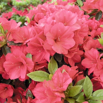 Rhododendron Kurume hybrid 'Hershey's Red'