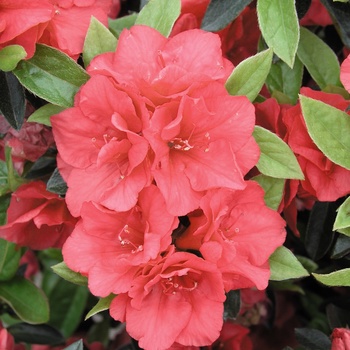 Rhododendron Kurume hybrid 'Hershey's Red'