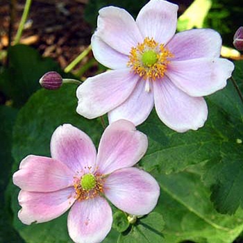 Anemone hupehensis 'Crispa' 