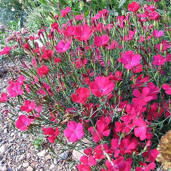 Dianthus deltoides 'Zing Rose' 