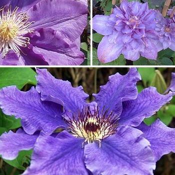 Clematis 'Vyvyan Pennell' 