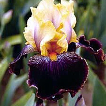 Iris 'Devil's Riot' 