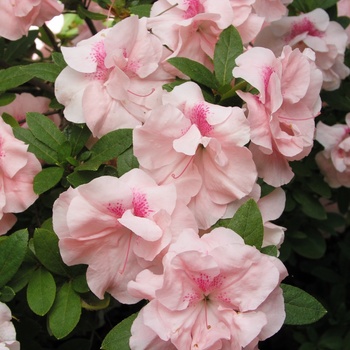 Rhododendron Robin Hill hybrid 'Nancy' 