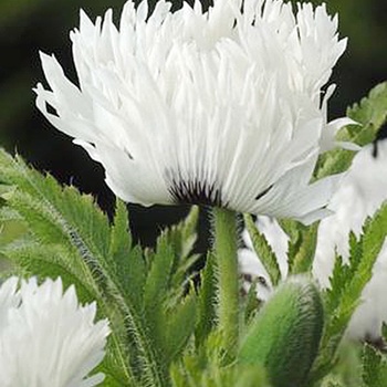 Papaver orientale 'White Ruffles' 