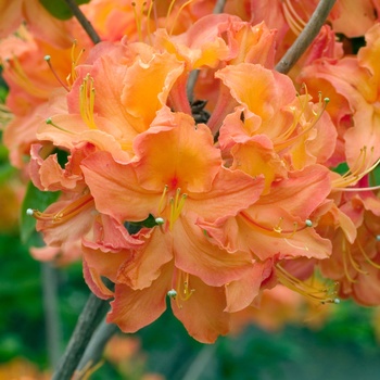 Rhododendron Northern Lights hybrid 'Mandarin Lights' 