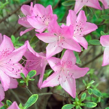 Rhododendron yedoense var. poukhanense