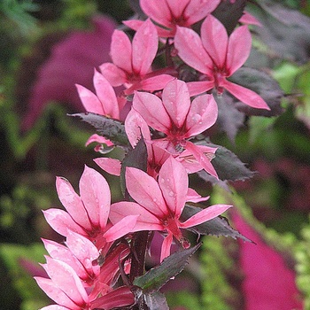 Lobelia x speciosa 'Fan® Salmon' 