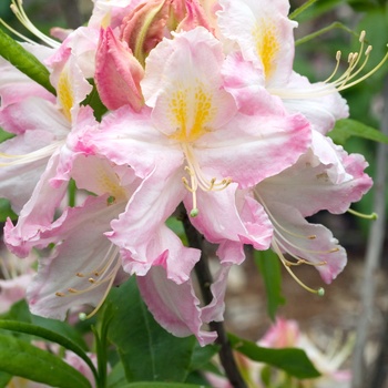 Rhododendron Northern Lights hybrid 'Tri-Lights'