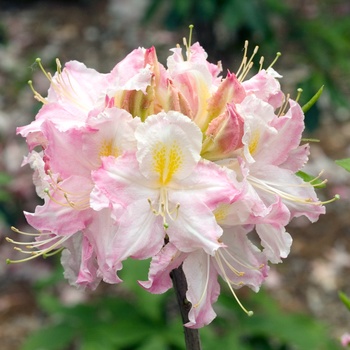 Rhododendron Northern Lights hybrid 'Tri-Lights' 