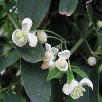 Akebia quinata 'Alba'