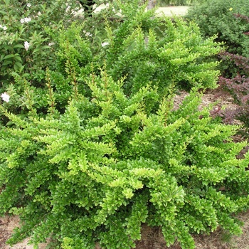 Berberis thunbergii 'Sparkle'