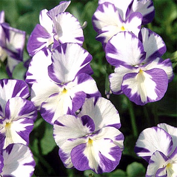 Viola 'Rebecca' 