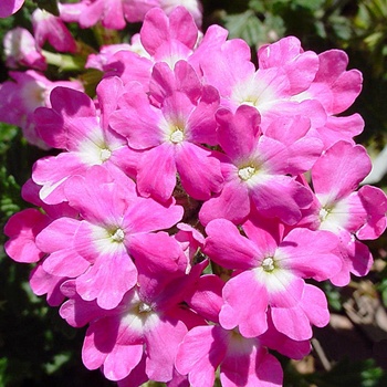 Verbena canadensis 'Homestead Pink'