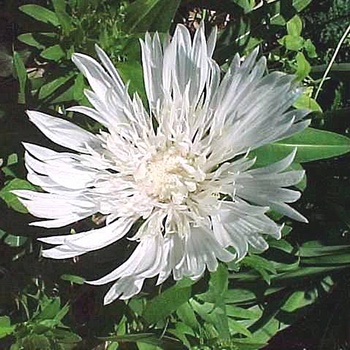 Stokesia laevis 'Silver Moon' 