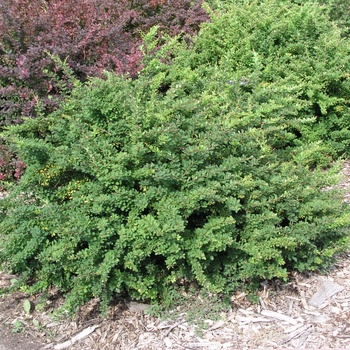 Berberis thunbergii 'Jade Carousel'