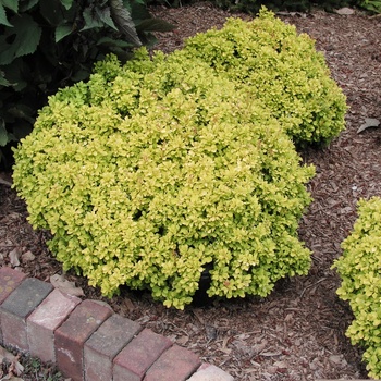 Berberis thunbergii 'Golden Nugget'