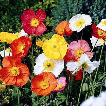 Papaver 'Wonderland Mix'