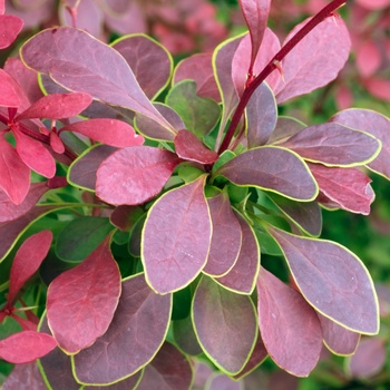 Berberis thunbergii 'Golden Ring' 