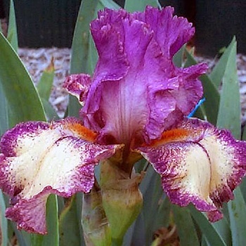 Iris germanica 'German Rockstar'