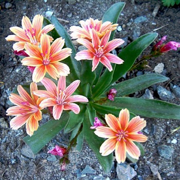 Lewisia 'Little Plum'