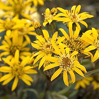 Ligularia 'Osiris Fantaisie' 