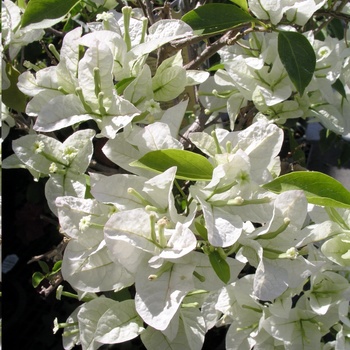 Bougainvillea 'Singapore White' 