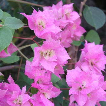 Bougainvillea 'Pagoda Pink'