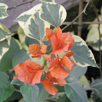 Bougainvillea 'Bengal Orange'