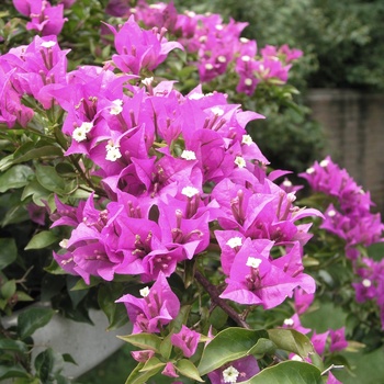 Bougainvillea 'Singapore Pink'