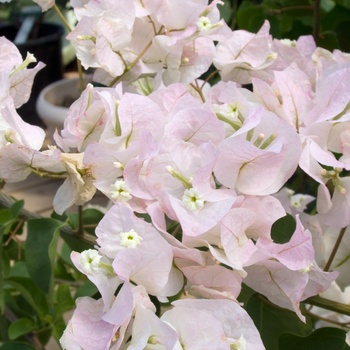 Bougainvillea 'White Madonna'