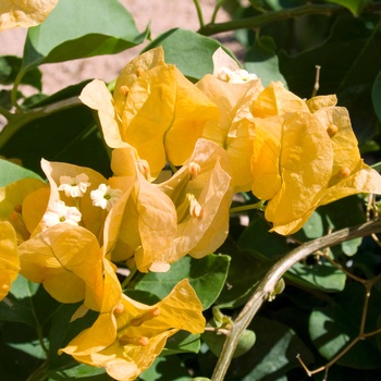 Bougainvillea 'Golden Glow' 