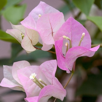 Bougainvillea 'Imperial Thai Delight' 