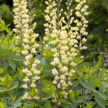 Baptisia 'Carolina Moonlight'