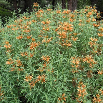 Leonotis leonurus '' (015058)