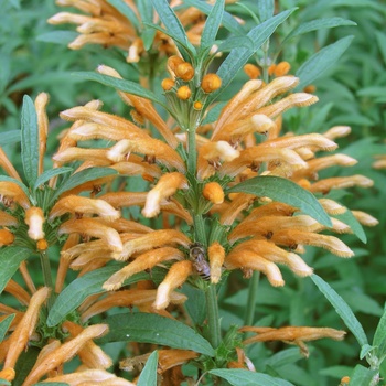 Leonotis leonurus '' (015059)