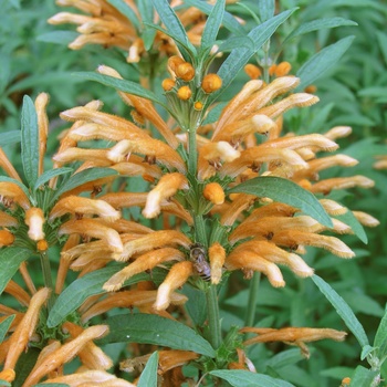 Leonotis leonurus 