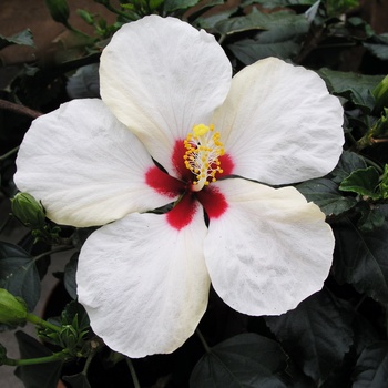 Hibiscus rosa-sinensis 